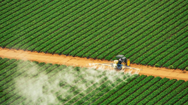 Best Pest Control for Homes  in Golden Gate, FL